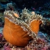 anemonefish_pink_lk_h_0705_png1172.jpg